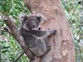 Baby Koala